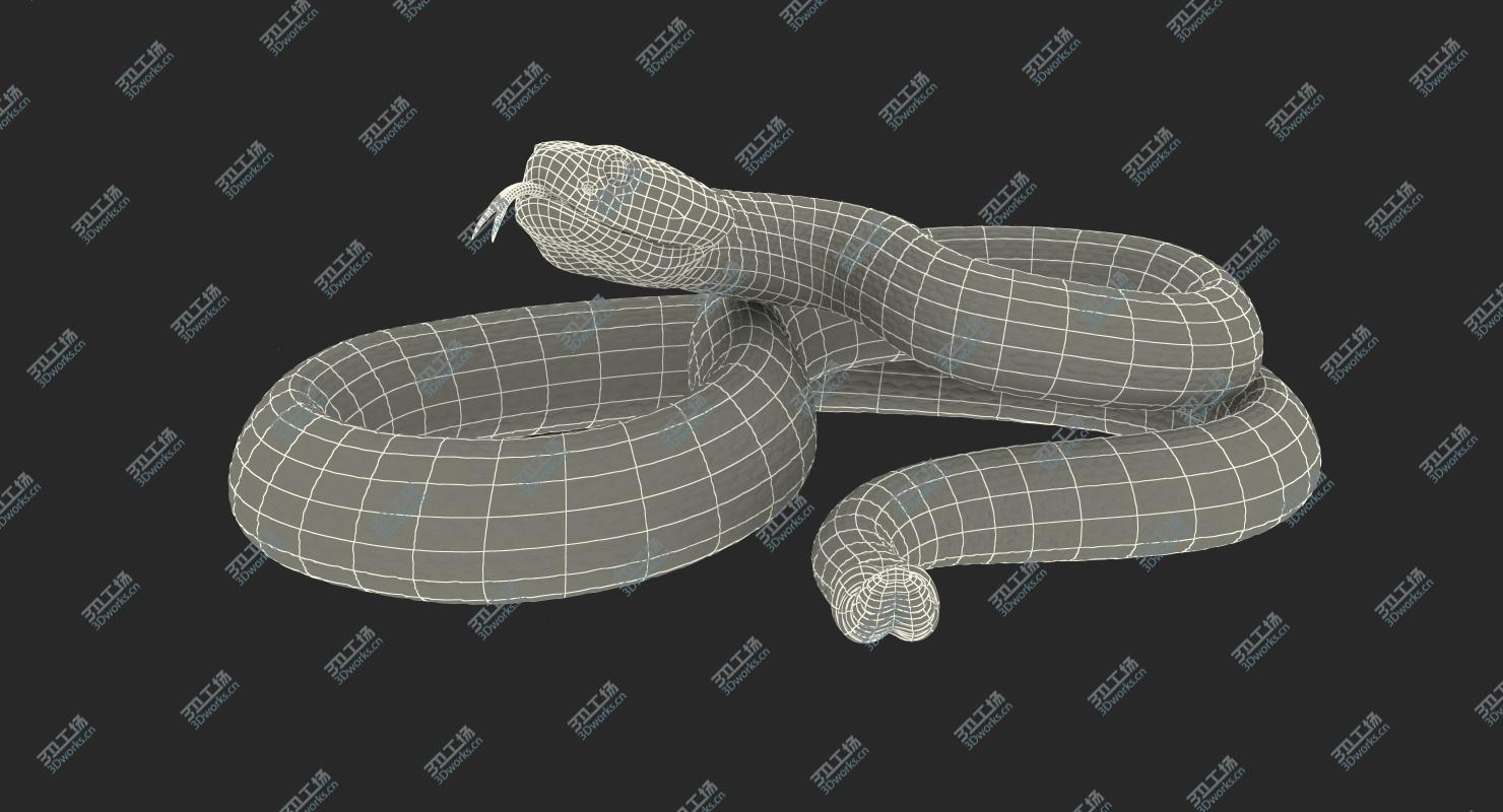 images/goods_img/20210319/Giant Dark Rattlesnake Rigged 3D model/5.jpg